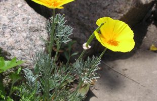 Žuta forma cvjetova kalifornijskog maka