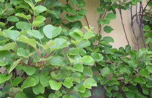 Stabljike i listovi kivija