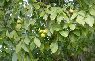 Listovi i plodovi obične karije