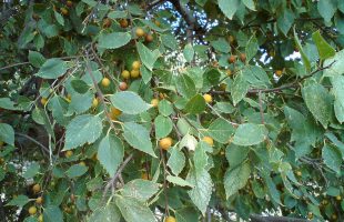 Plodovi i listovi žutog koprivića