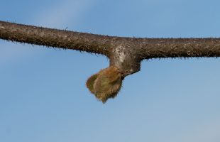 Lisni pupoljak aktinidije