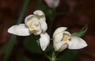 Cvjetovi bijele naglavice