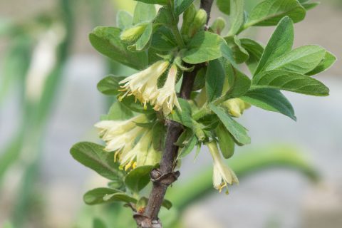 Cvjetovi sibirske borovnice