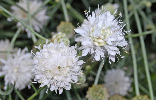 Cvjetovi bijele glavatke