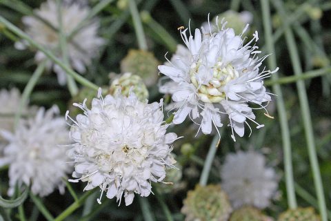 Cvjetovi bijele glavatke