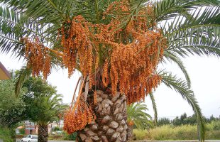 Kanarska palma