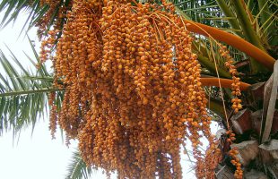 Plodovi kanarske palme