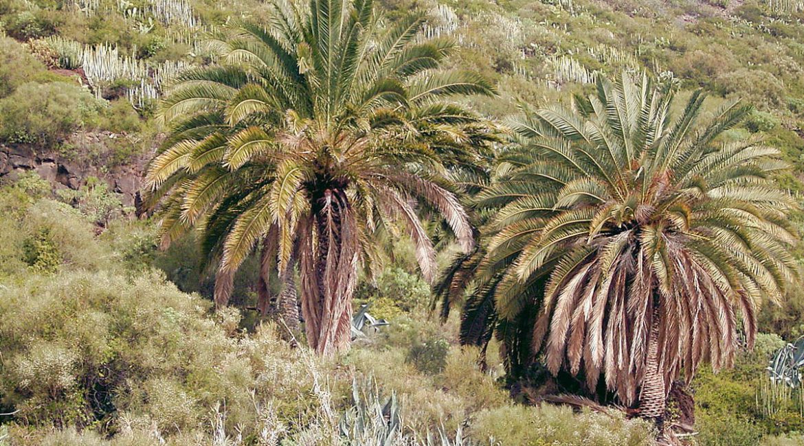 Kanarske palme