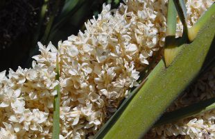 Cvjetovi kanarske palme
