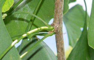 Peteljke lista ginka