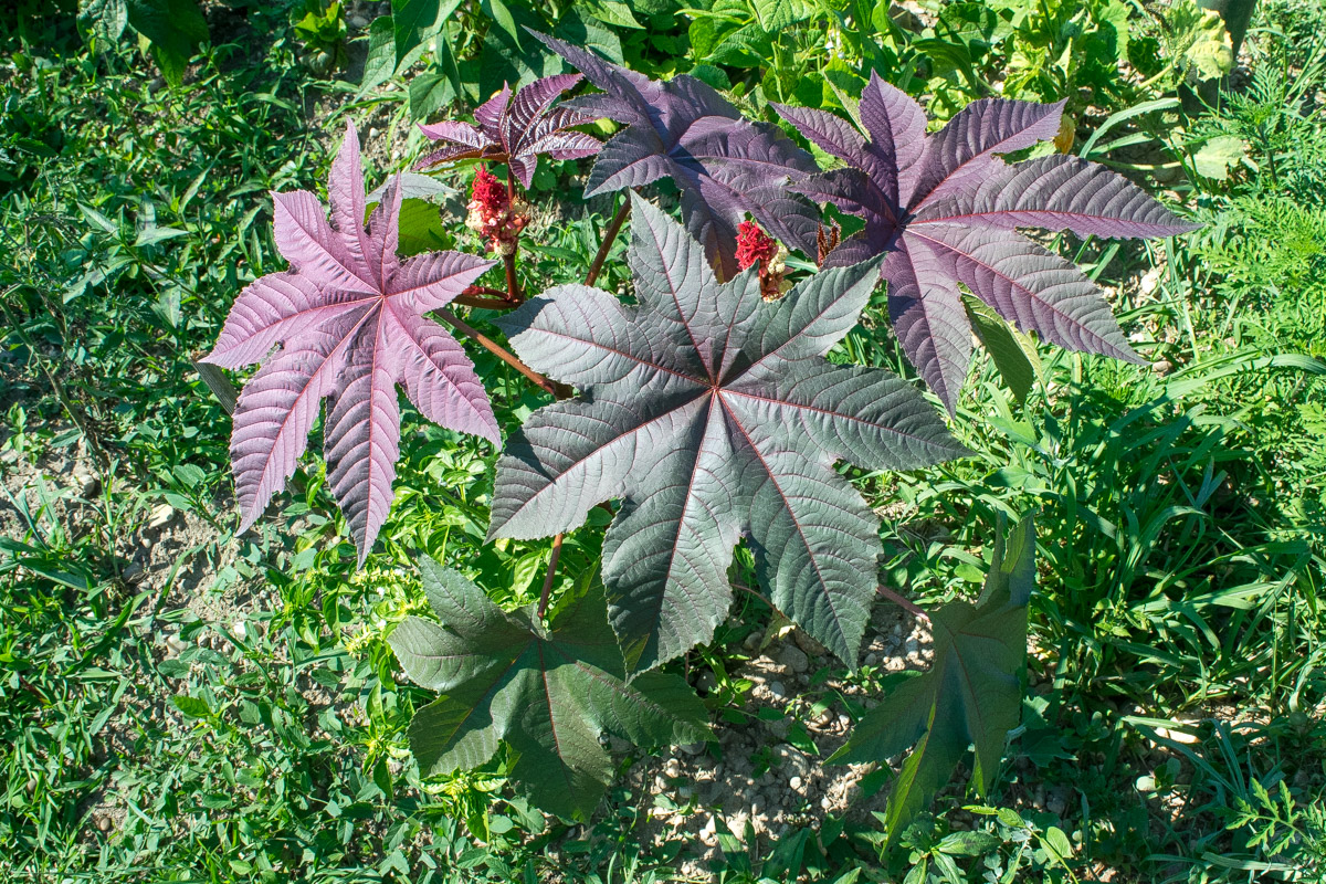 Ricinus (Ricinus communis) - Plantea