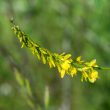 Cvjetovi žutog kokotca