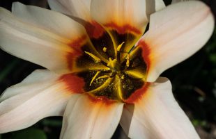 Cvijet tulipana