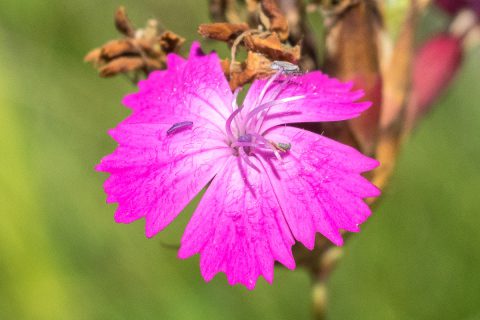 Cvijet velebitskog klinčića
