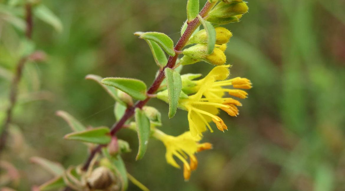 Listovi i cvjetovi žute crnice