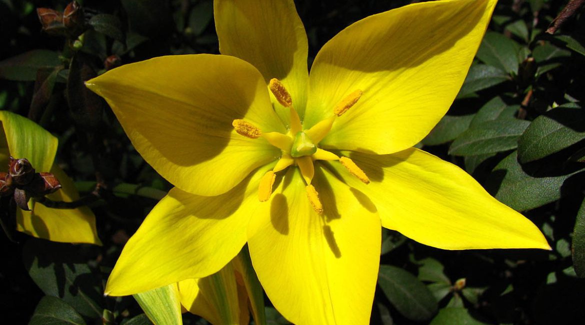 Cvijet divljeg tulipana