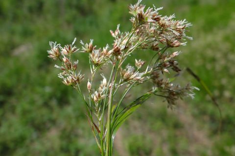 Cvjetovi šumske bekice