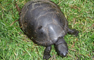 Barska kornjača