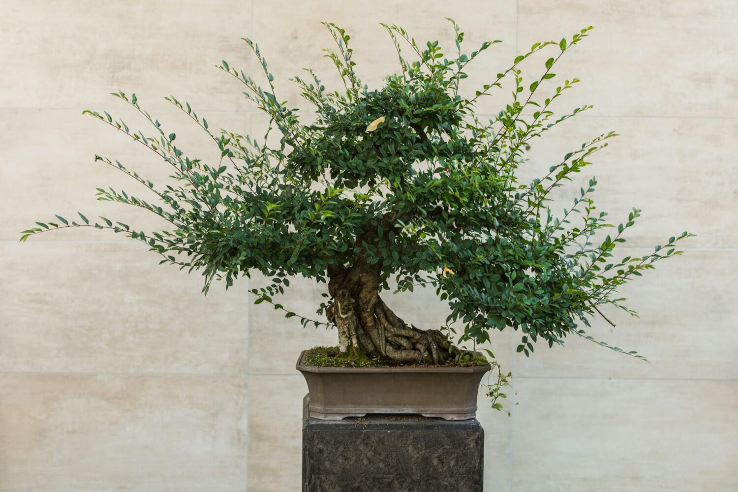 levitating bonsai Levitating Air Bonsai Pot Magnetic Levitation Suspension Flower Pot main image 0