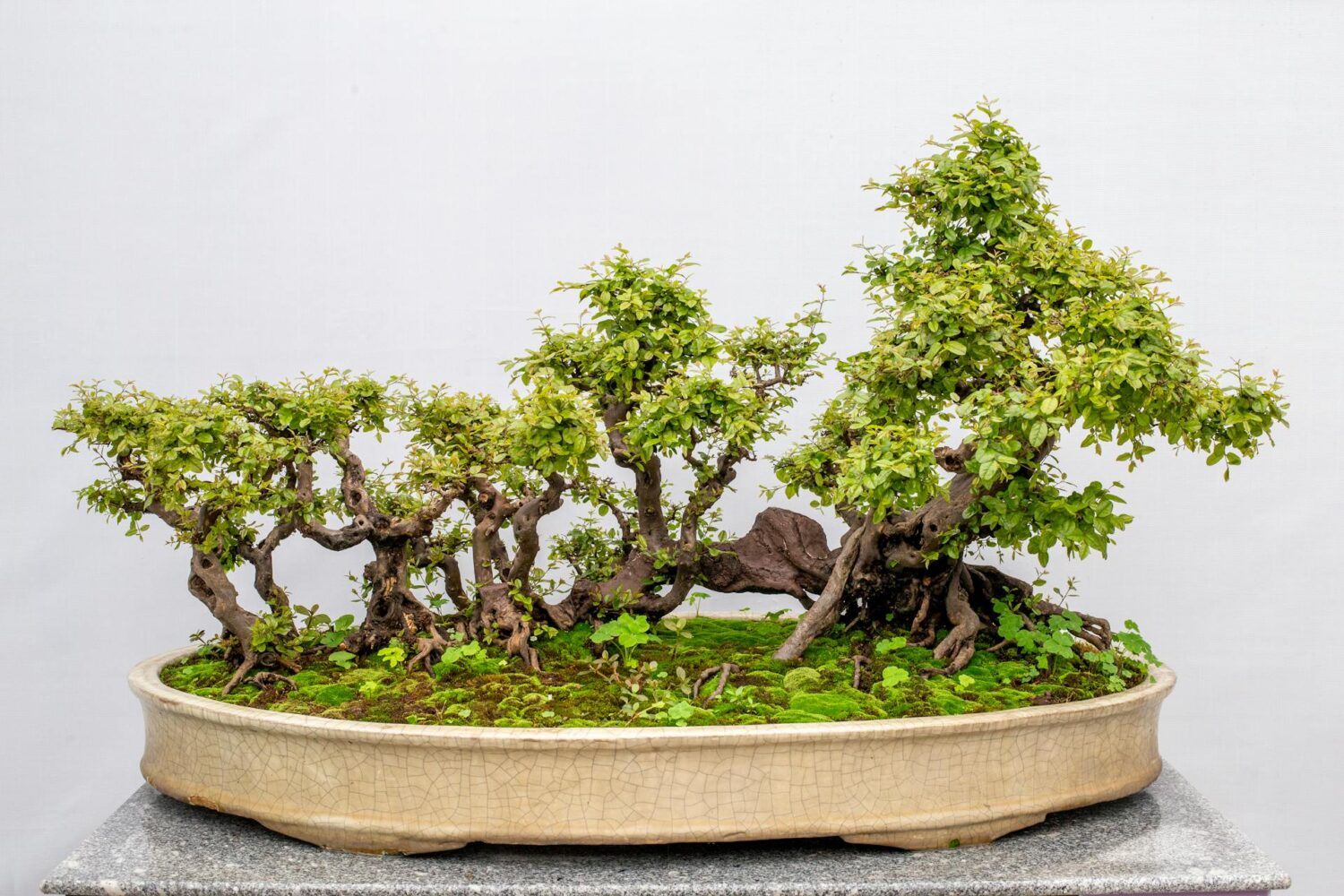 Bonsai