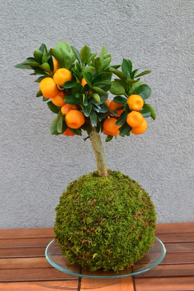 Kokedama