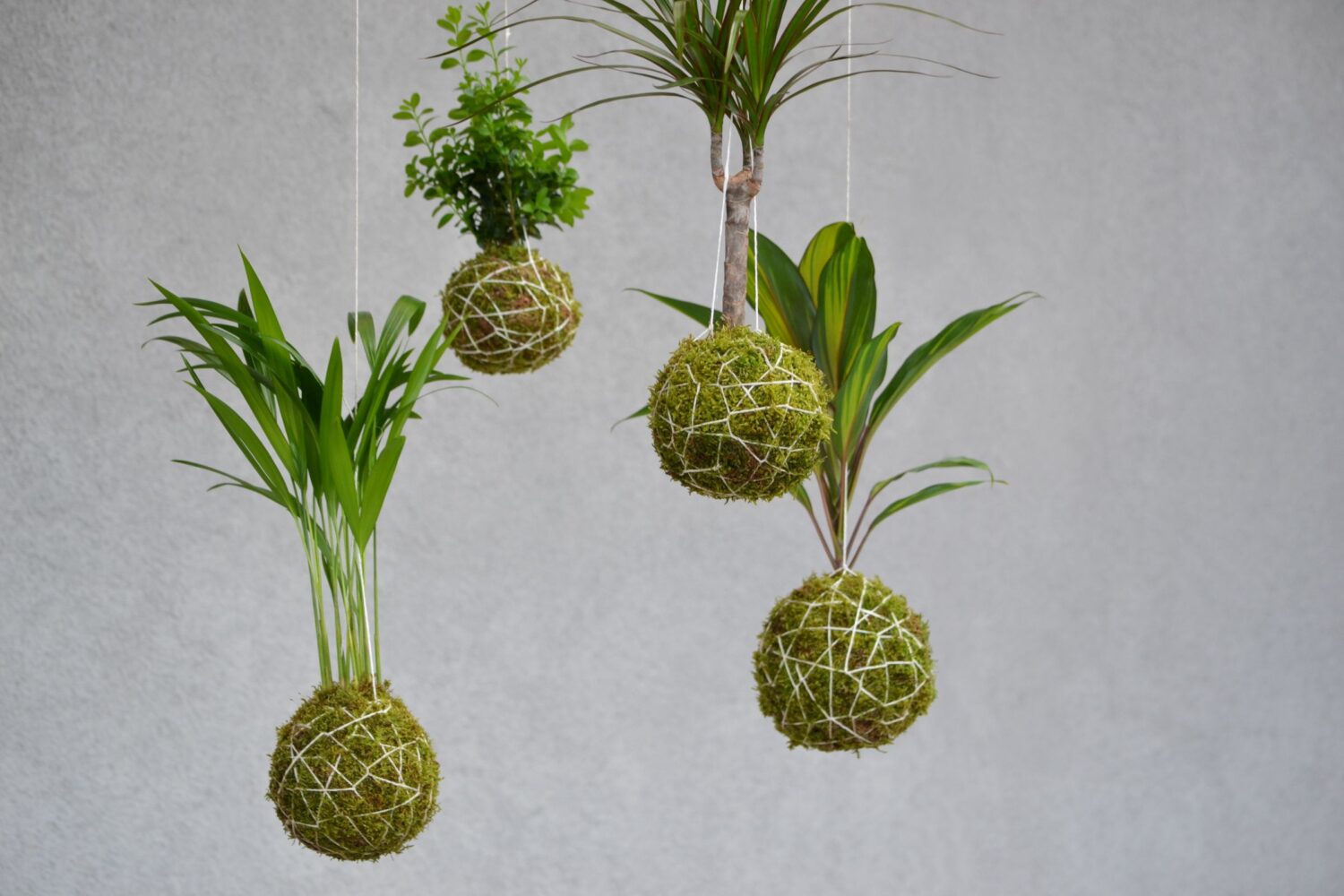 Kokedama