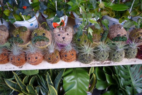 Kokedama
