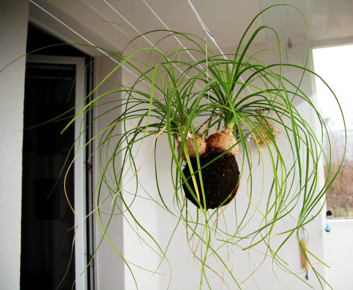 Kokedama