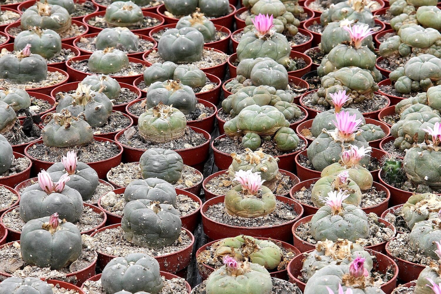 Pejotl (Lophophora williamsii) - Plantea